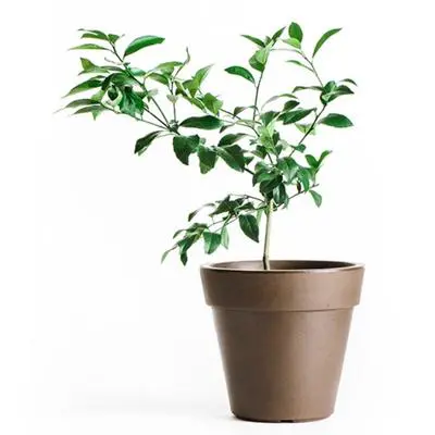 Dwarf Eureka Lemon Tree (Height: 2 - 3 FT, Shape: Standard)