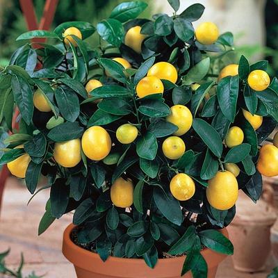 Dwarf Improved Meyer Lemon Tree 400-1