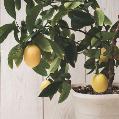 Buy Dwarf Improved Meyer Lemon Trees Online