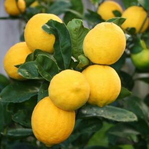 Buy Improved Meyer Lemon Tree