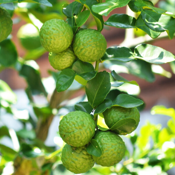 Dwarf-Kaffir-Lime-Tree-01