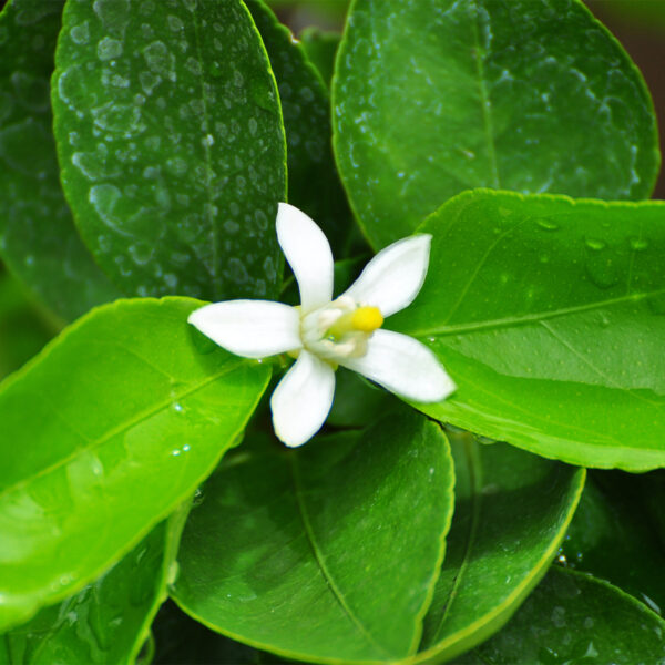 Dwarf-Kaffir-Lime-Tree-02