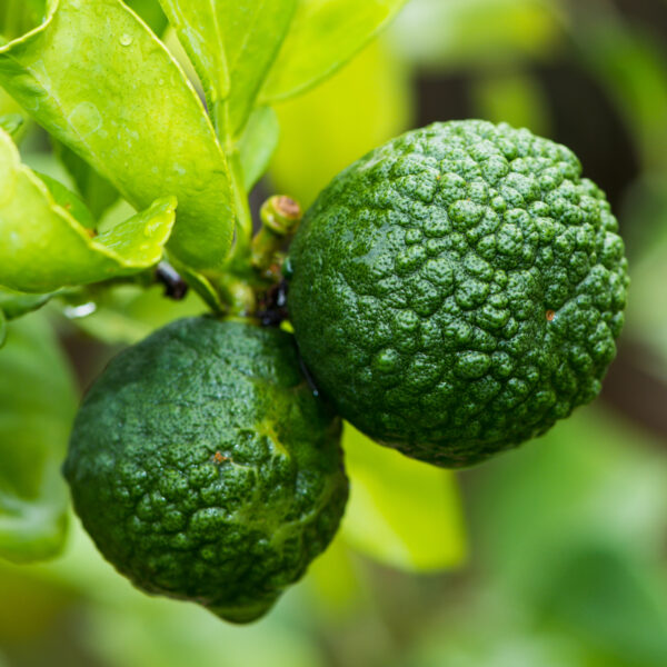 Dwarf-Kaffir-Lime-Tree-03