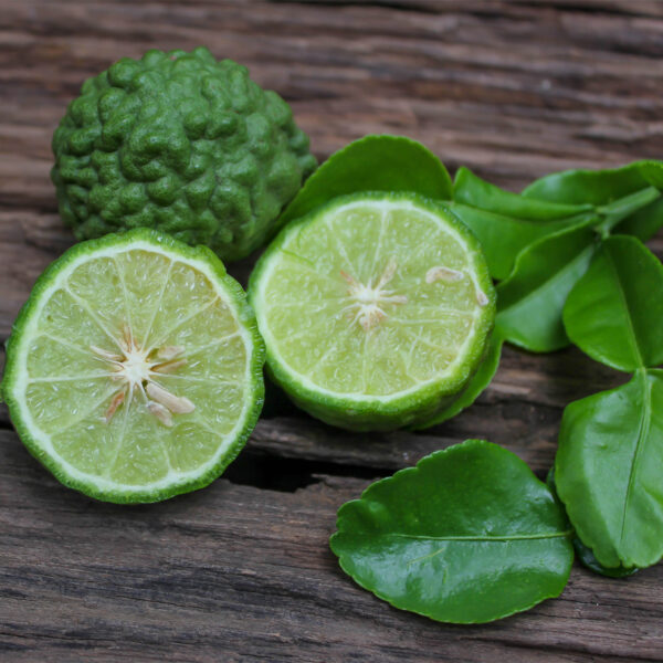 Dwarf-Kaffir-Lime-Tree-05