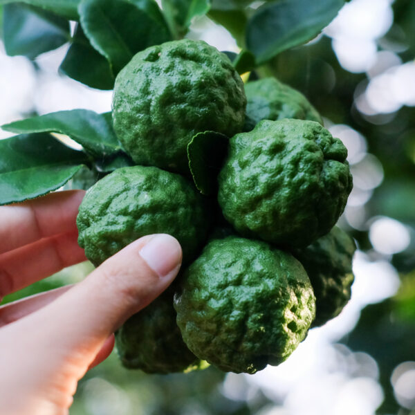 Dwarf-Kaffir-Lime-Tree-06