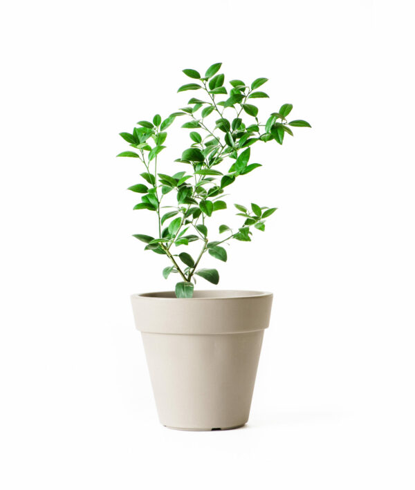 Dwarf-Key-Lime-Tree-1
