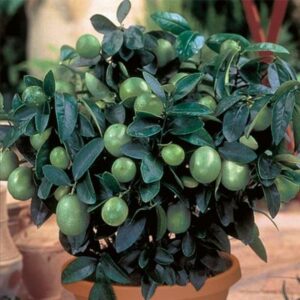 Dwarf-Key-Lime-Tree-400-1