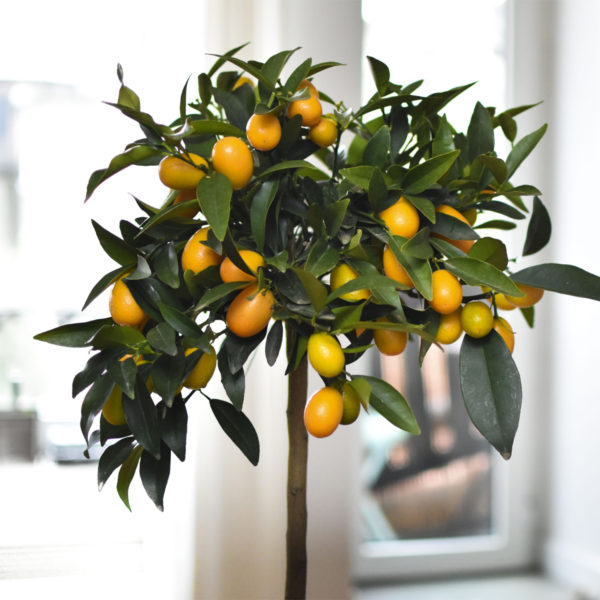 Dwarf Meiwa Sweet Kumquat Tree (Age: 1 Year, Height: 18 - 26 IN)