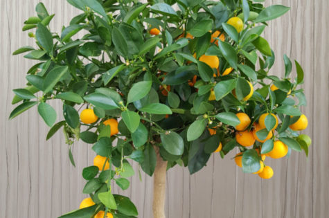 Dwarf-Meiwa-Kumquat-Tree09