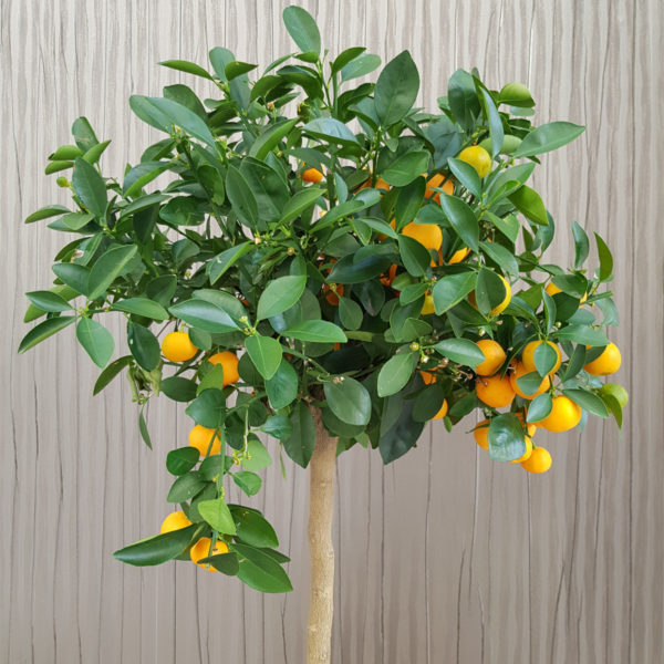 Dwarf Kumquat Tree Dwarf Meiwa Kumquat Tree for Sale