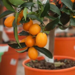 Dwarf-Meiwa-Sweet-Kumquat-Tree-400-2