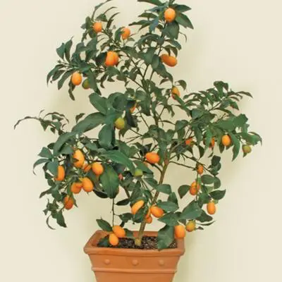 Dwarf Meiwa Sweet Kumquat Tree (Age: 1 Year, Height: 18 - 26 IN)