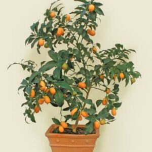 Dwarf Meiwa Sweet Kumquat Tree 400-3