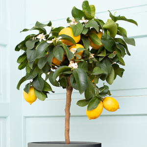 Buy Dwarf Meyer Lemon Trees Online