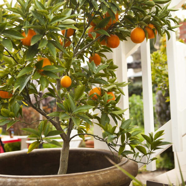 Dwarf-Moro-Blood-Orange-Tree-04