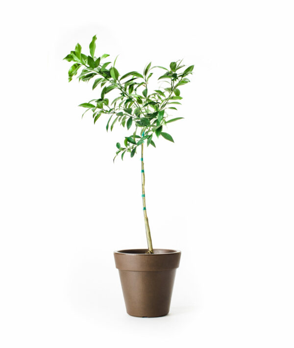 Dwarf-Nagami-Sour-Kumquat-Tree-2