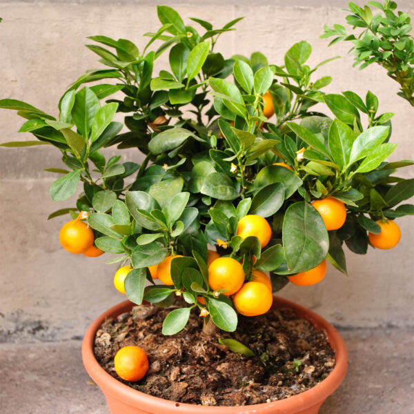 Dwarf-Owari-Satsuma-Tree-01