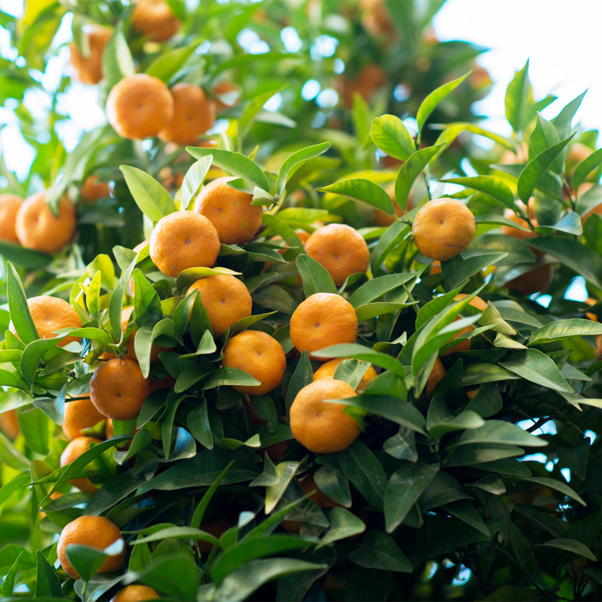 Owari Satsuma Mandarin Tree