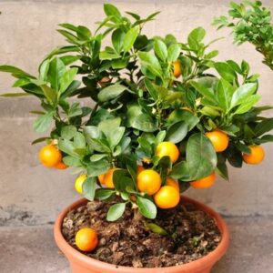 Dwarf-Owari-Satsuma-Tree-400-1