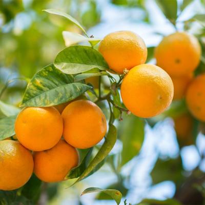 Dwarf-Owari-Satsuma-Tree-400-6