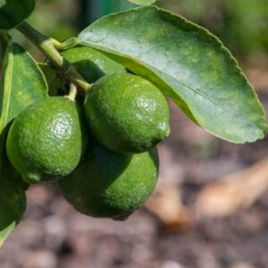 Dwarf-Persian-Bearss-Lime-Tree-400-1