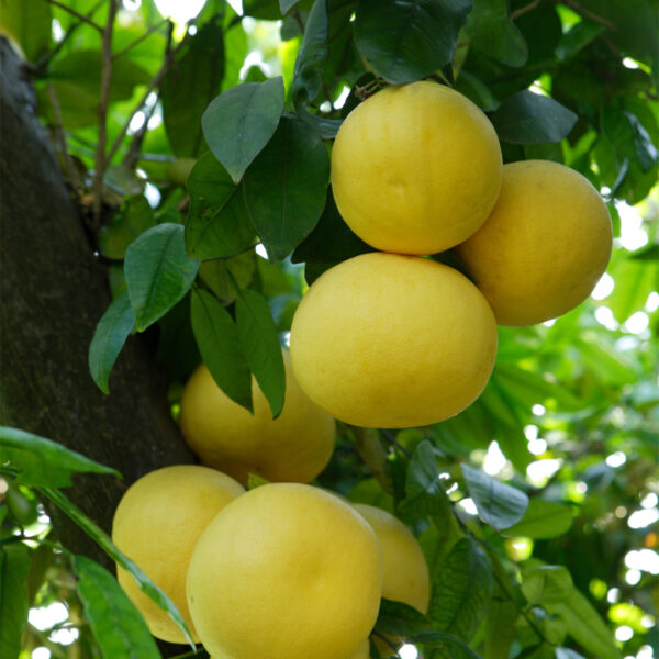 Dwarf-Rio-Red-Grapefruit-Tree-01