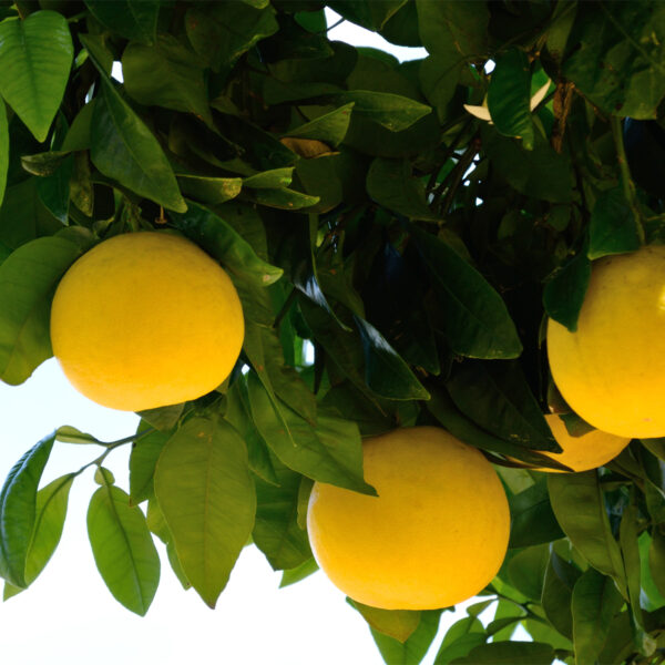 Dwarf-Rio-Red-Grapefruit-Tree-05