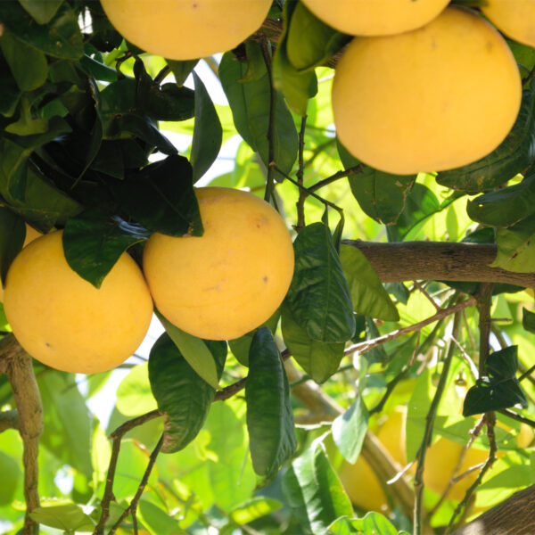 Dwarf-Rio-Red-Grapefruit-Tree-06