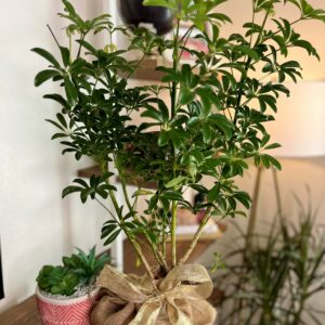 Dwarf Umbrella Plant