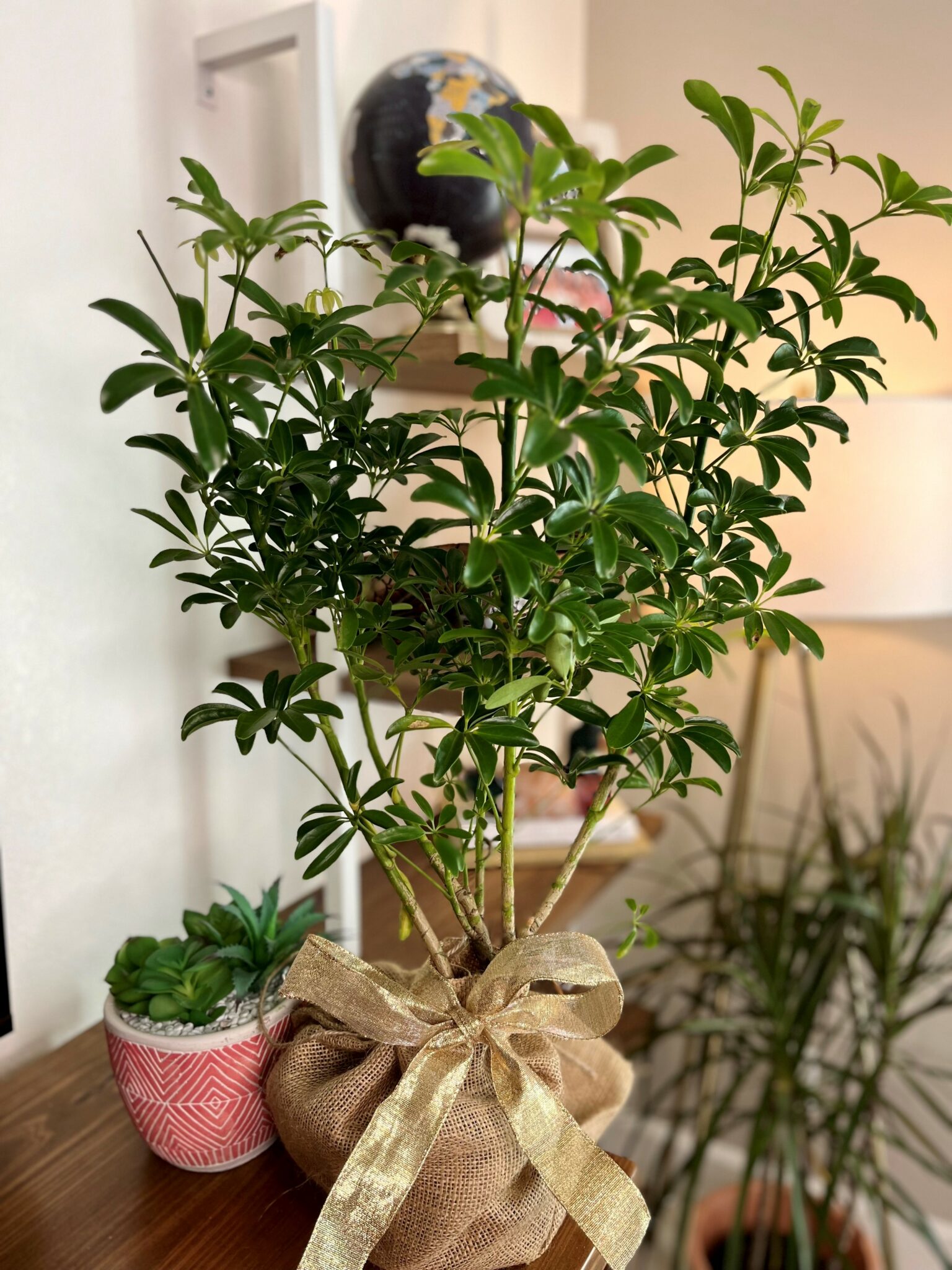 Schefflera Arboricola (Pot: Grower Pot, Add Gift Wrap: Yes)