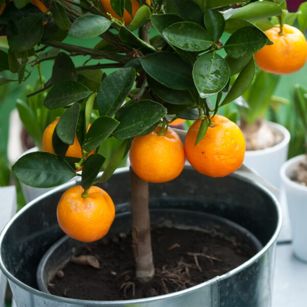 Dwarf-Washington-Navel-Orange-Tree-01