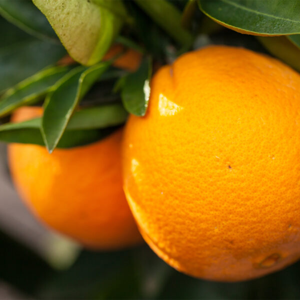 Dwarf-Washington-Navel-Orange-Tree-02