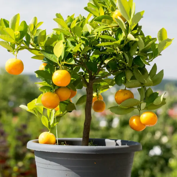 Dwarf-Washington-Navel-Orange-Tree-05