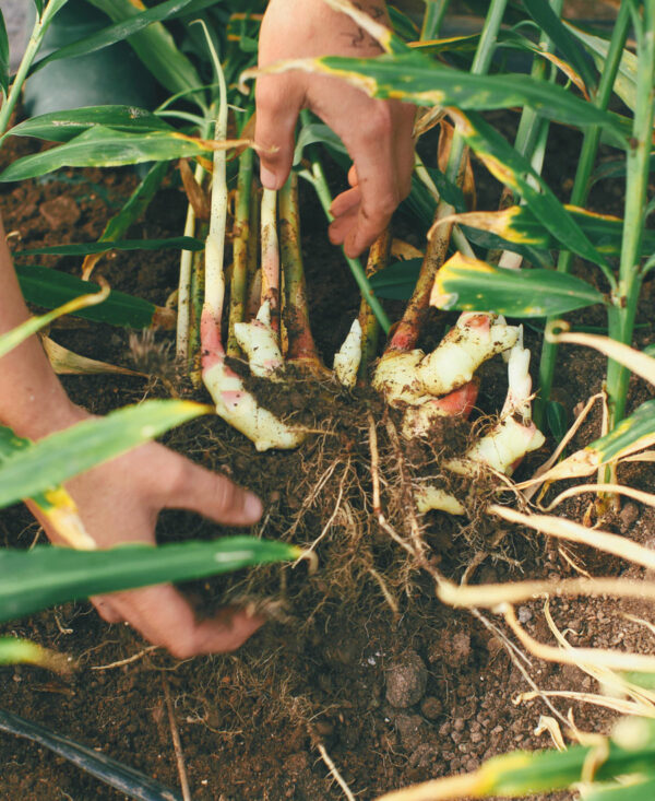 Edible-Ginger-Root-Plant-1