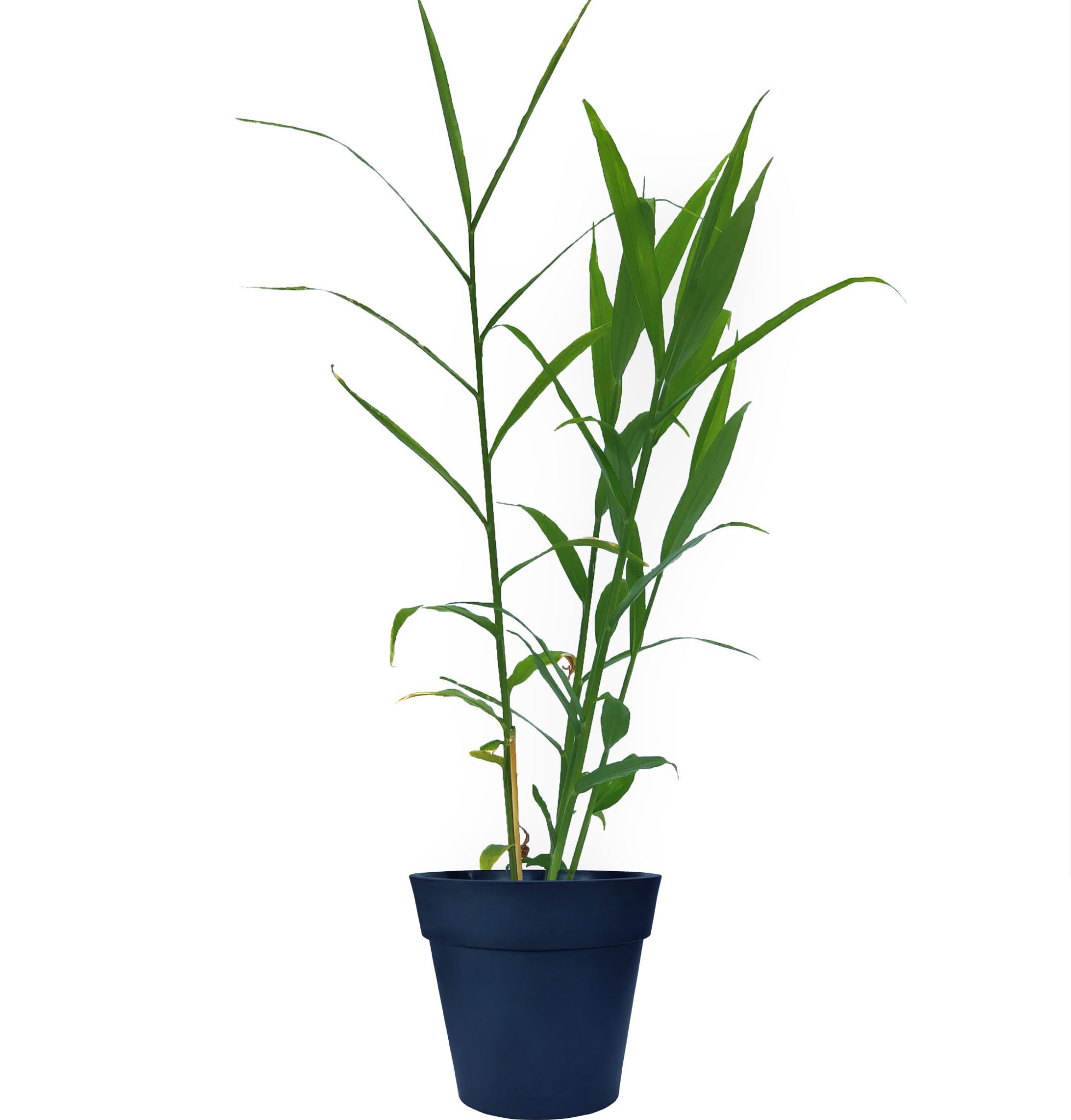 Edible Ginger Root Plant (Height: 6 - 10 IN, Age: 4 To 6 Months)