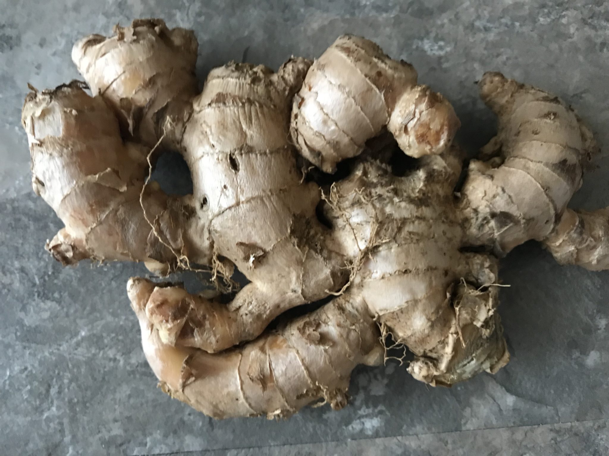 Edible Ginger Root Plant (Height: 6 - 10 IN, Age: 4 To 6 Months)