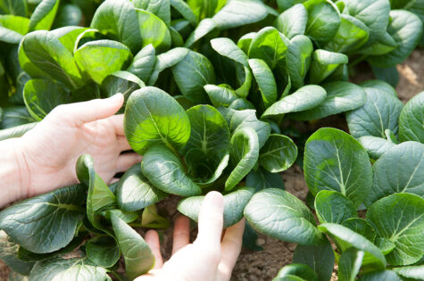 Edible-Landscaping