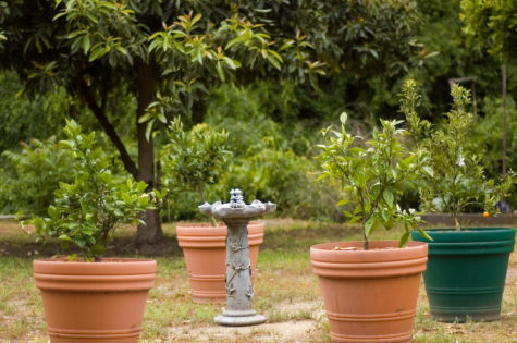 Growing citrus in pots