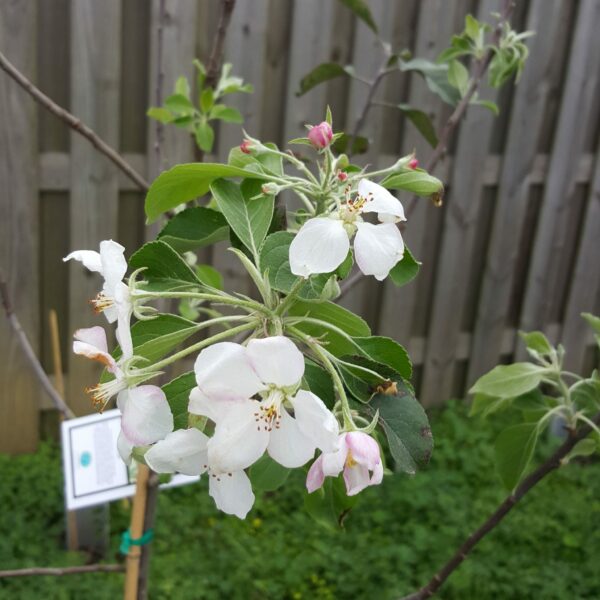 Ein-Shemer-Apple-tree-1-scaled