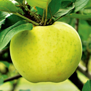 Ein-Shemer-Apple-tree-2