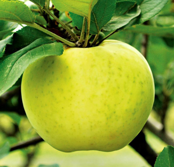 Ein-Shemer-Apple-tree-2