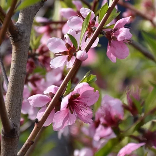 Elberta Peach Tree 1