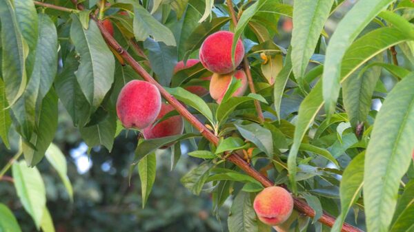 Elberta Peach Tree 3