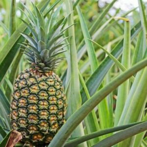 Elite-Gold-Pineapple-plant