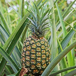 5 Fun Facts About Pineapple Plants - Yarden