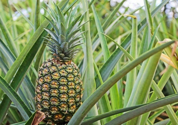 Elite Gold Pineapple Plant (Height: 6 - 10 IN)