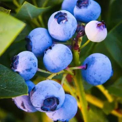 https://www.yarden.com/wp-content/uploads/Emerald-Blueberry-Plant-400-1.jpg