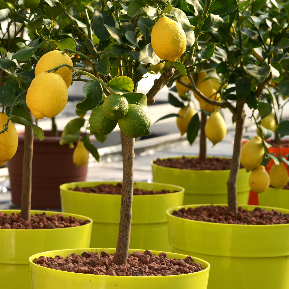 Eureka Lemon Tree (Height: 2 - 3 FT, Shape: Bushy, Add Gift Wrap: No)