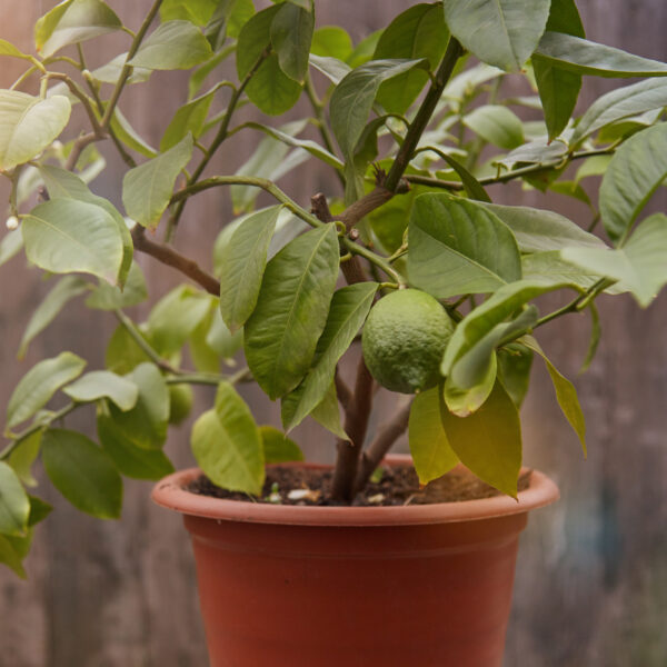 Eureka-Lemon-Tree-06