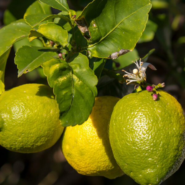 Eureka-Lemon-Tree-07